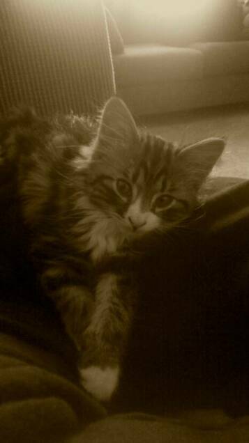 American Bobtail kitten Wyatt in his new home