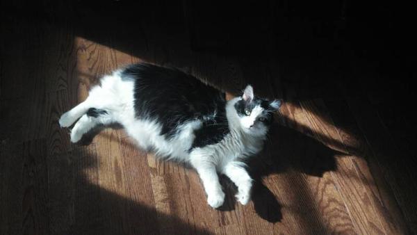 American Bobtail kitten Waylan in his new home napping in the sunlight