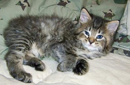 American Bobtail Kitten Male Spotted Mackerel Tabby