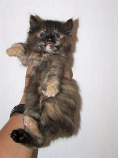 Tortoiseshell American Bobtail Female Kitten for sale