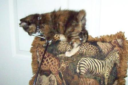 Tortoiseshell American Bobtail Kitten for sale tortie tabby torbie female