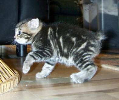 American Bobtail Kitten Classic Marble