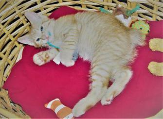 American Bobtail Male Red Mackerel Tabby for sale