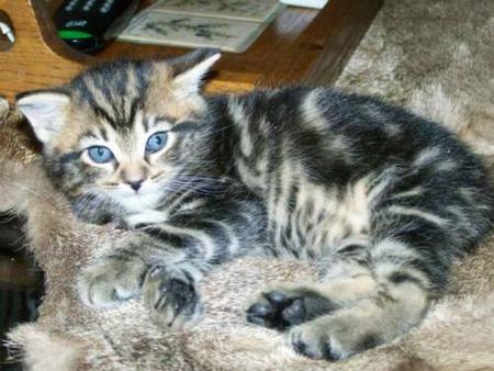 American Bobtail Kitten Classic Marble Tabby