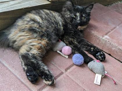 American Bobtail, Kitten, Tortie, Tortoiseshell, 