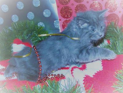 American Bobtail Male kitten Blue Silver Classic Marble Tabby SOLD