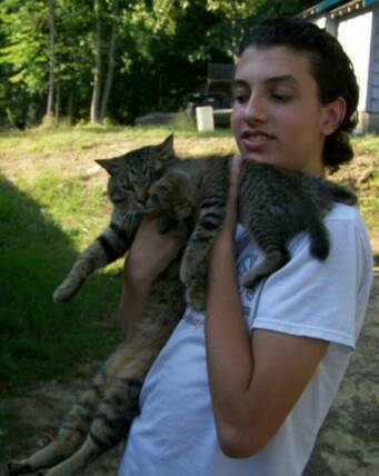 American Bobtail Kitten with Dad Spotted Tabby