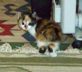 American Bobtail kitten calico "cally" at Cherokee Mountain Bobtails