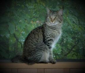 American Bobtail King, Mackerel Tabby,