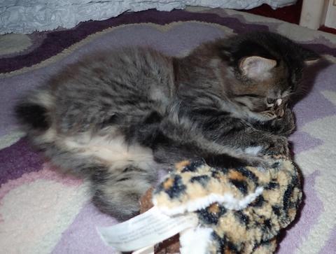 Black Silver Tabby, American Bobtail, Kitten, for sale, male, mackerel tabby, short coat, 