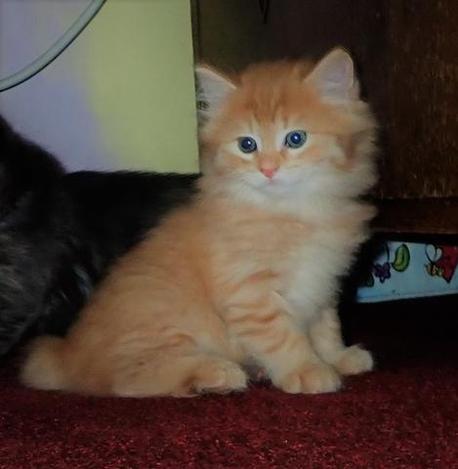 Red Tabby, American Bobtail, Kitten, for sale, male, medium coat, 