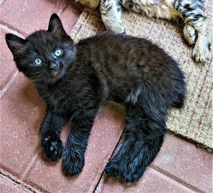 American Bobtail, Kitten, Female, Black, Chocolate,