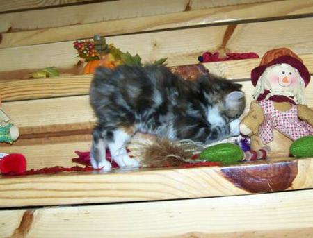 American Bobtail Kitten Classic Tortie Tabby FAWN A Marble Tortie with 4 socks American Bobtail kitten at Cherokee Mountain Bobtails