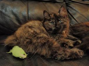 American Bobtail Female Tortoiseshell kitten for sale, medium long coated,