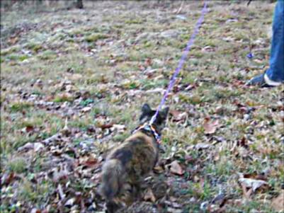 American Bobtail kitten leash training