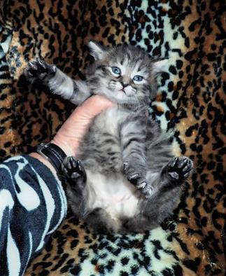 Black Silver Tabby, American Bobtail, Kitten, for sale, male, mackerel tabby, 