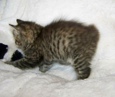 American Bobtail female kitten spotted mackerel tabby