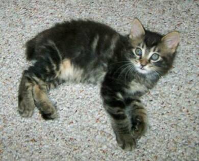 American Bobtail Kitten Classic Marble Tabby Female