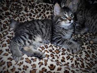 American Bobtail Male Tabby Kitten