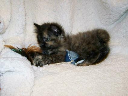 Tortoiseshell American Bobtail Female