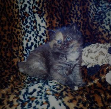 Tortoiseshell American Bobtail, kitten, for sale, Tortie, Medium Coated,