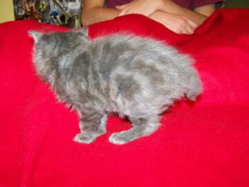 American Bobtail Kitten Blue Silver Classic Tabby Male