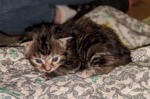 American Bobtail, Torbie, Tabby, Female, Kitten for sale,