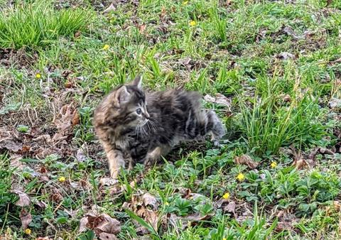 American, Bobtail, American Bobtail, kitten, for sale, female, Torbie, Tabby, 6 weeks old, Tortoiseshell,