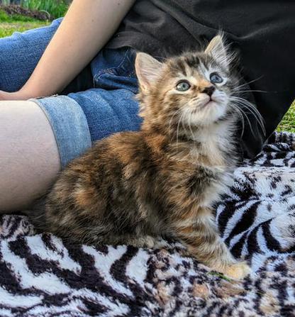 American, Bobtail, American Bobtail, kitten, for sale, female, Torbie, Tabby, 6 weeks old, Tortoiseshell,