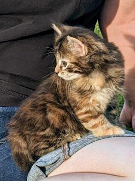 American, Bobtail, American Bobtail, kitten, for sale, female, Torbie, Tabby, 6 weeks old, Tortoiseshell,