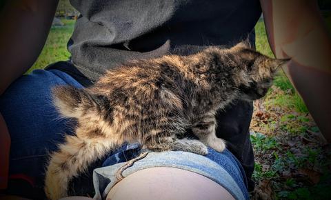 American, Bobtail, American Bobtail, kitten, for sale, female, Torbie, Tabby, 6 weeks old. Tortoiseshell,