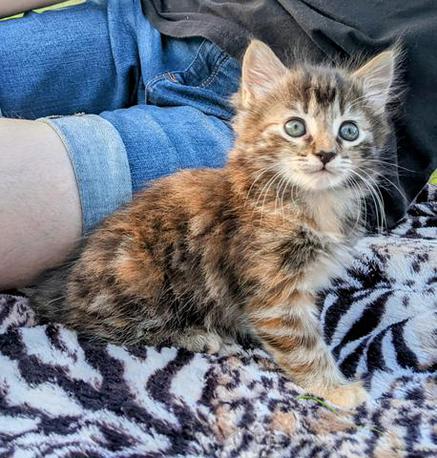 American, Bobtail, American Bobtail, kitten, for sale, female, Torbie, Tabby, 6 weeks old, Tortoiseshell,