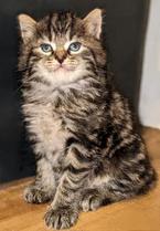 American Bobtail, Classic, Tabby, Female, kitten, for sale,