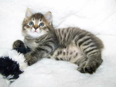 Spotted Mackerel Tabby American Bobtail Male Kitten