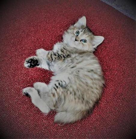 Torbie, Tortie Tabby, Female, American Bobtail, Kitten, for sale, Medium Coat,