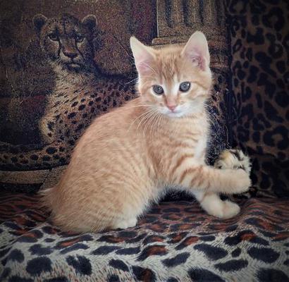 Red Tabby, Male, American Bobtail, Kitten for sale, Riser tail,