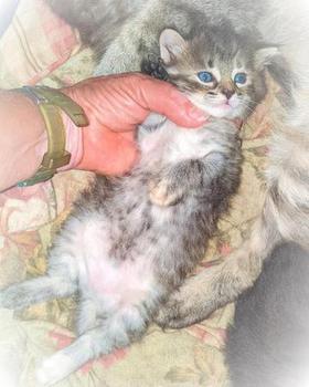 American Bobtail, Tabby, Female, kitten, For sale,