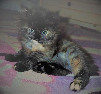 Tortoiseshell American Bobtail, kitten, for sale, Tortie, Medium Coated,