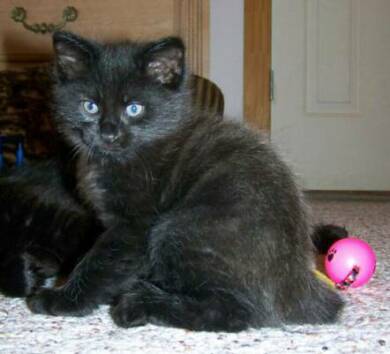 American Bobtail kitten black male