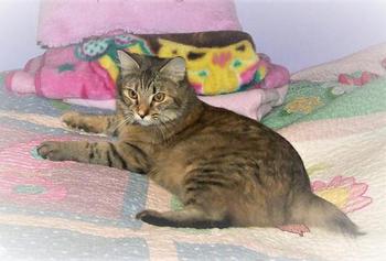 American Bobtail Queen Chocolate Silver Torbie