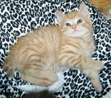 Red Spotted Mackerel Tabby Male American Bobtail kitten for sale