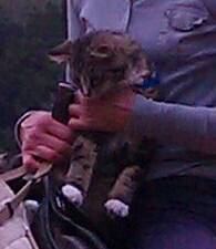 American Bobtail kitten on a horse longtail not docked therapy kitten