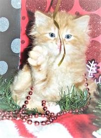 Twin to Spark American Bobtail Red Classic Tabby Male with white paw for sale