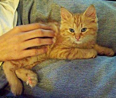 American Bobtail Kitten Red Tabby male