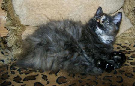 Blue Silver Tortie Tortoiseshell American Bobtail female kitten for sale