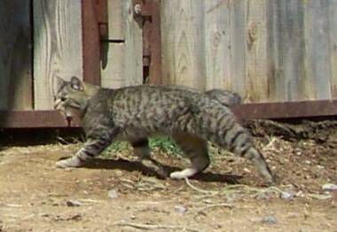 young american bobtail male