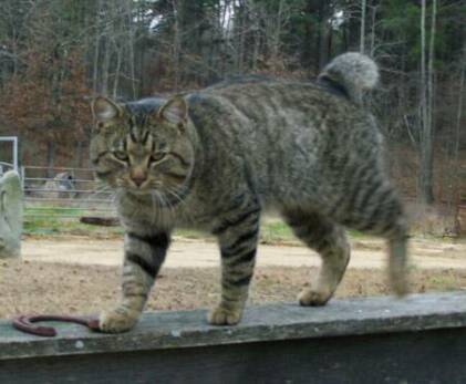 American Bobtail Cat