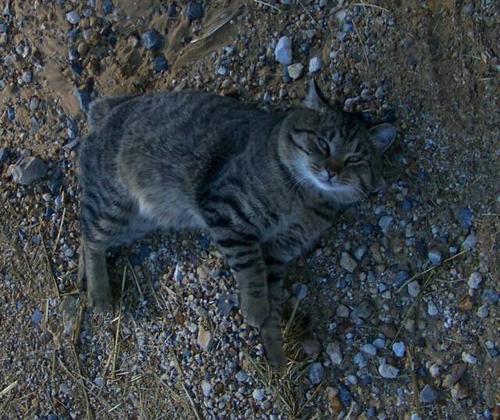 male american bobtail with facial shields and muscular adult body