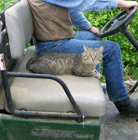 young american bobtail male with developing facial shields