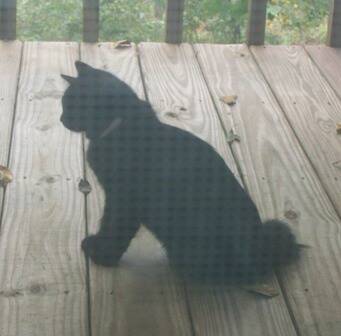 American Bobtail kitten Female at Cherokee Mountain Bobtails Queen  Black Medium Long Coat